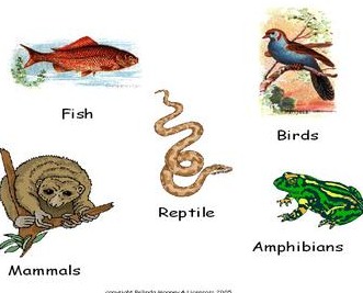 Pengertian Dan Contoh  Reptilia Aves dan Mammalia Lengkap 